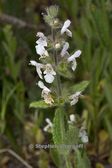 stachys rigida var rigida 4 graphic